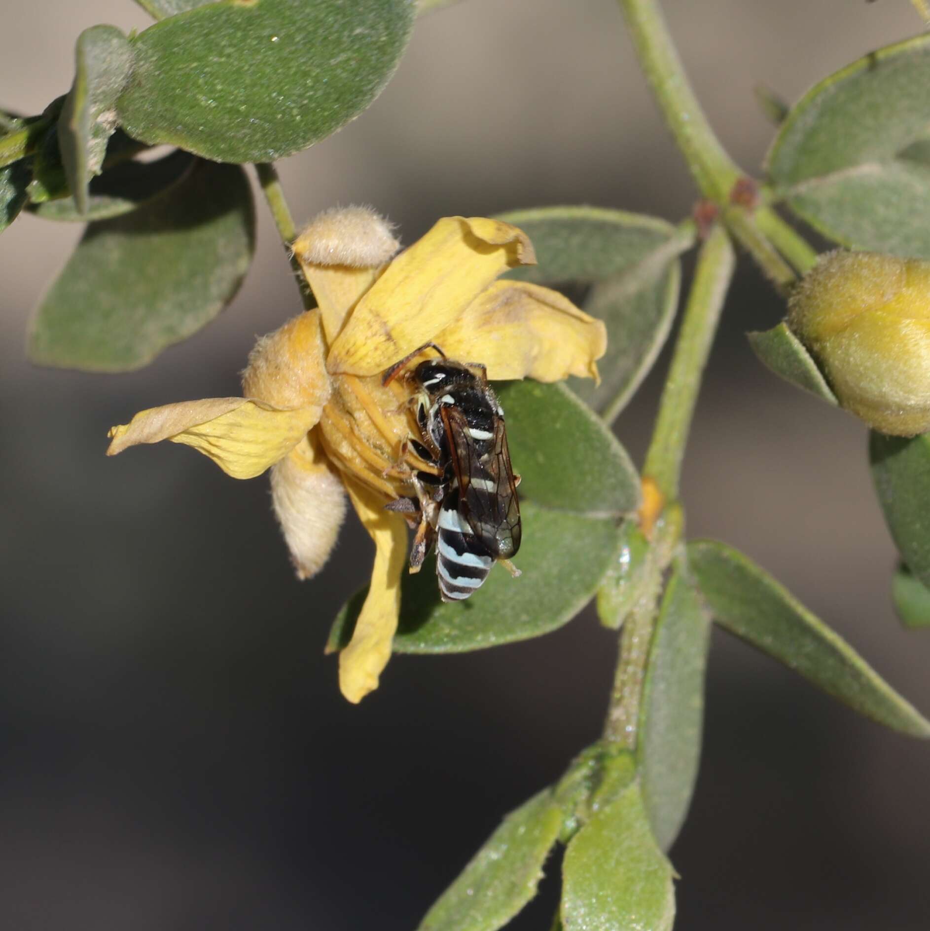 Sivun Pterocheilus hirsutipennis Bohart 1940 kuva