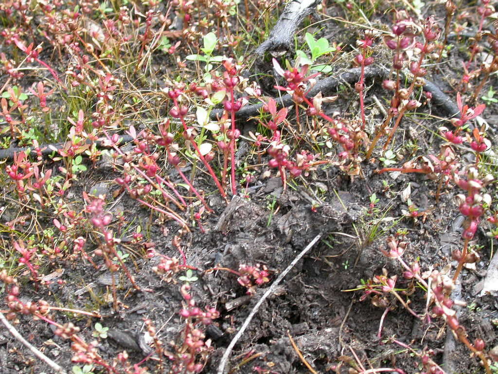 Image of lowland rotala