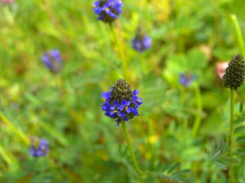 Sivun Dalea obreniformis (Rydb.) Barneby kuva