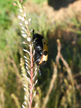 Image of <i>Hycleus tripunctatus</i>