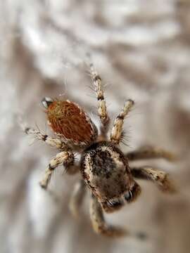 Image of Habronattus amicus (Peckham & Peckham 1909)