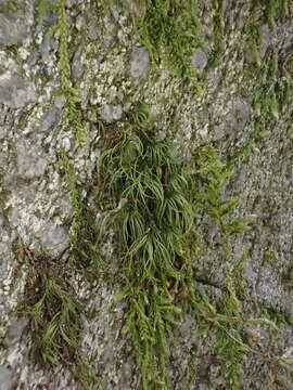 Image of longleaf paraleucobryum moss