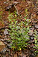 Image de Phacelia procera A. Gray