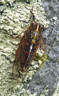 Image of variable cicada