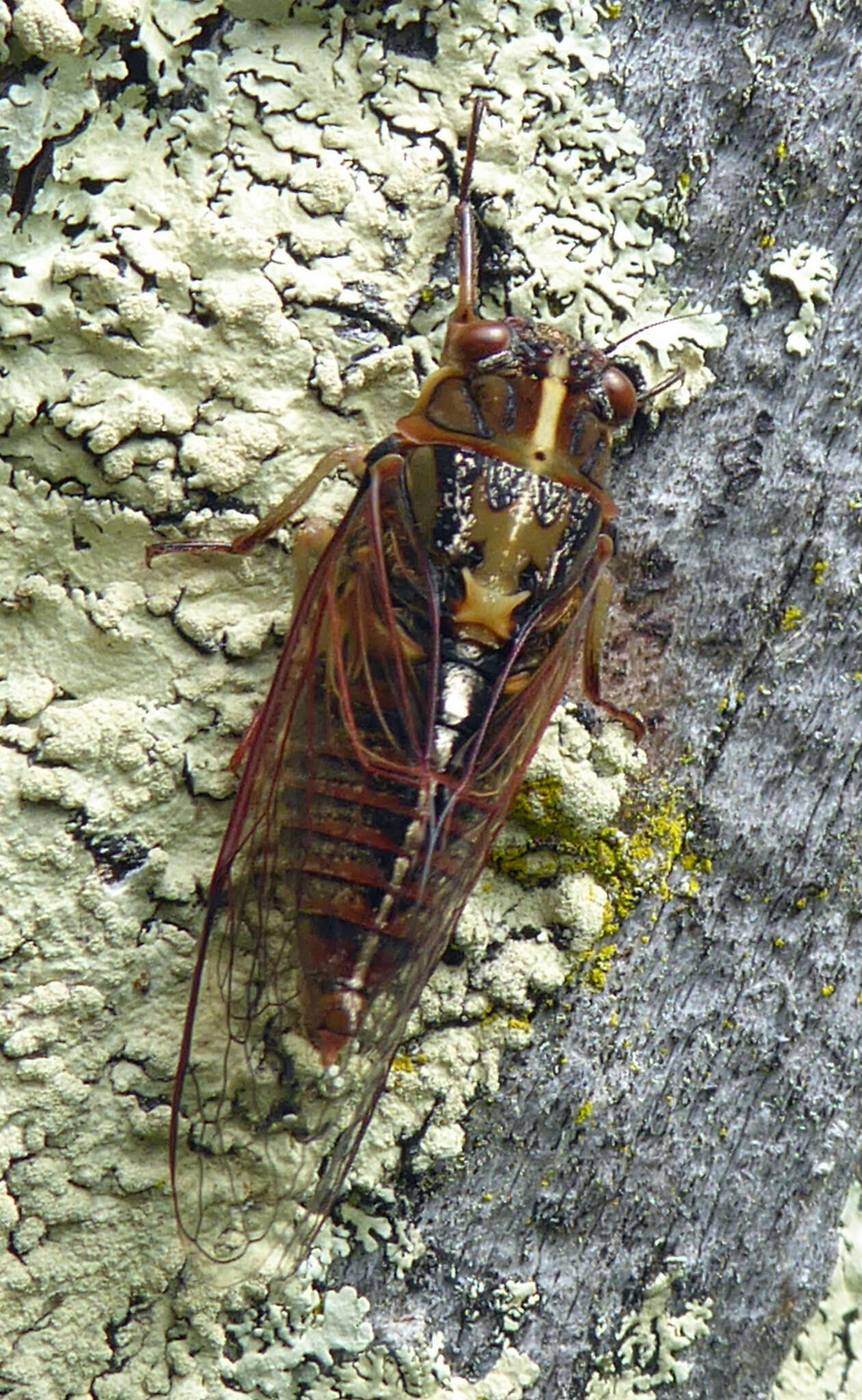 Image of variable cicada