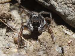 صورة Habronattus borealis (Banks 1895)