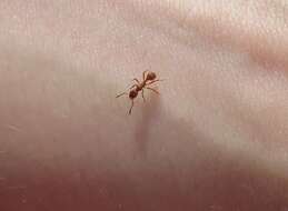 Image of European fire ant