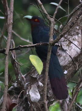 Image of Chestnut-breasted Malkoha