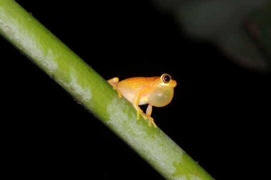 Image of Small-headed Treefrog