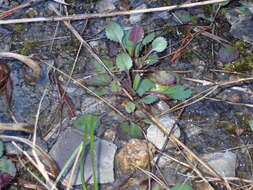 Image of Packera paupercula var. appalachiana A. M. Mahoney