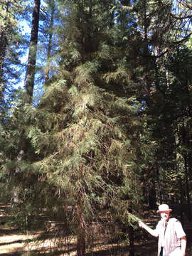 Sequoiadendron resmi