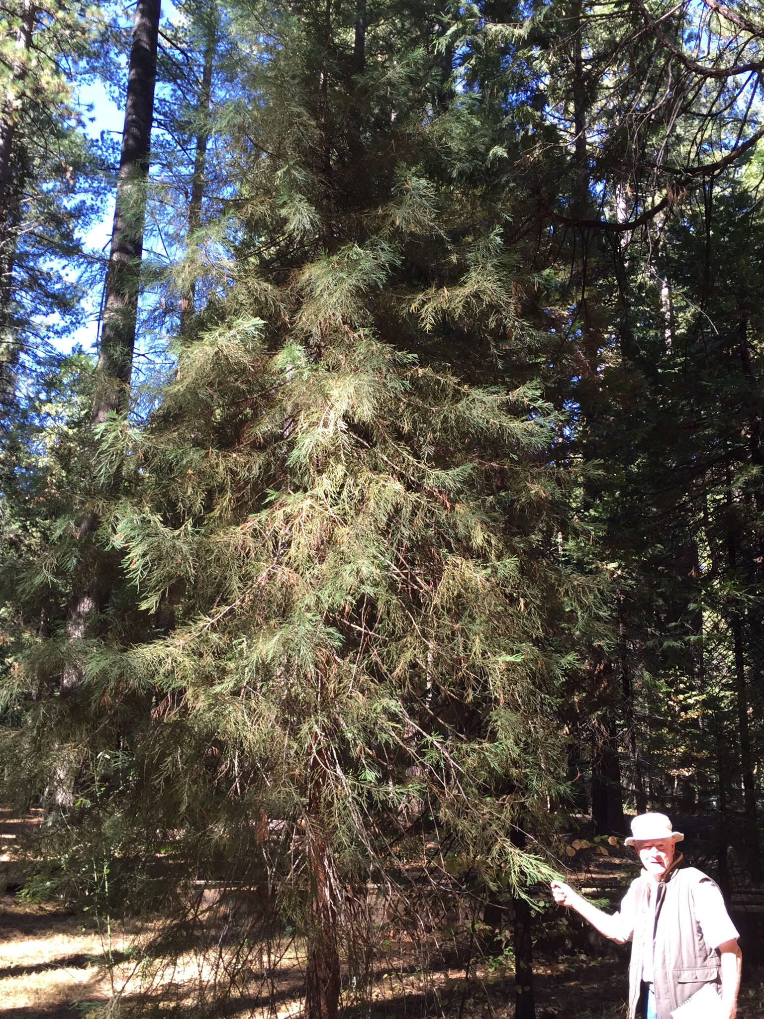 Sequoiadendron resmi