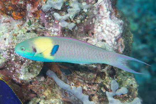 Image of Bluehead wrasse