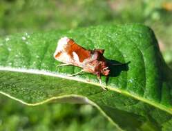 Autographa bractea Schiffermüller 1776 resmi