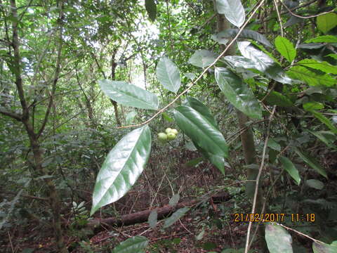 Desmopsis trunciflora (Schltdl. & Cham.) G. E. Schatz的圖片