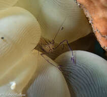 Image of Bubble coral shrimp