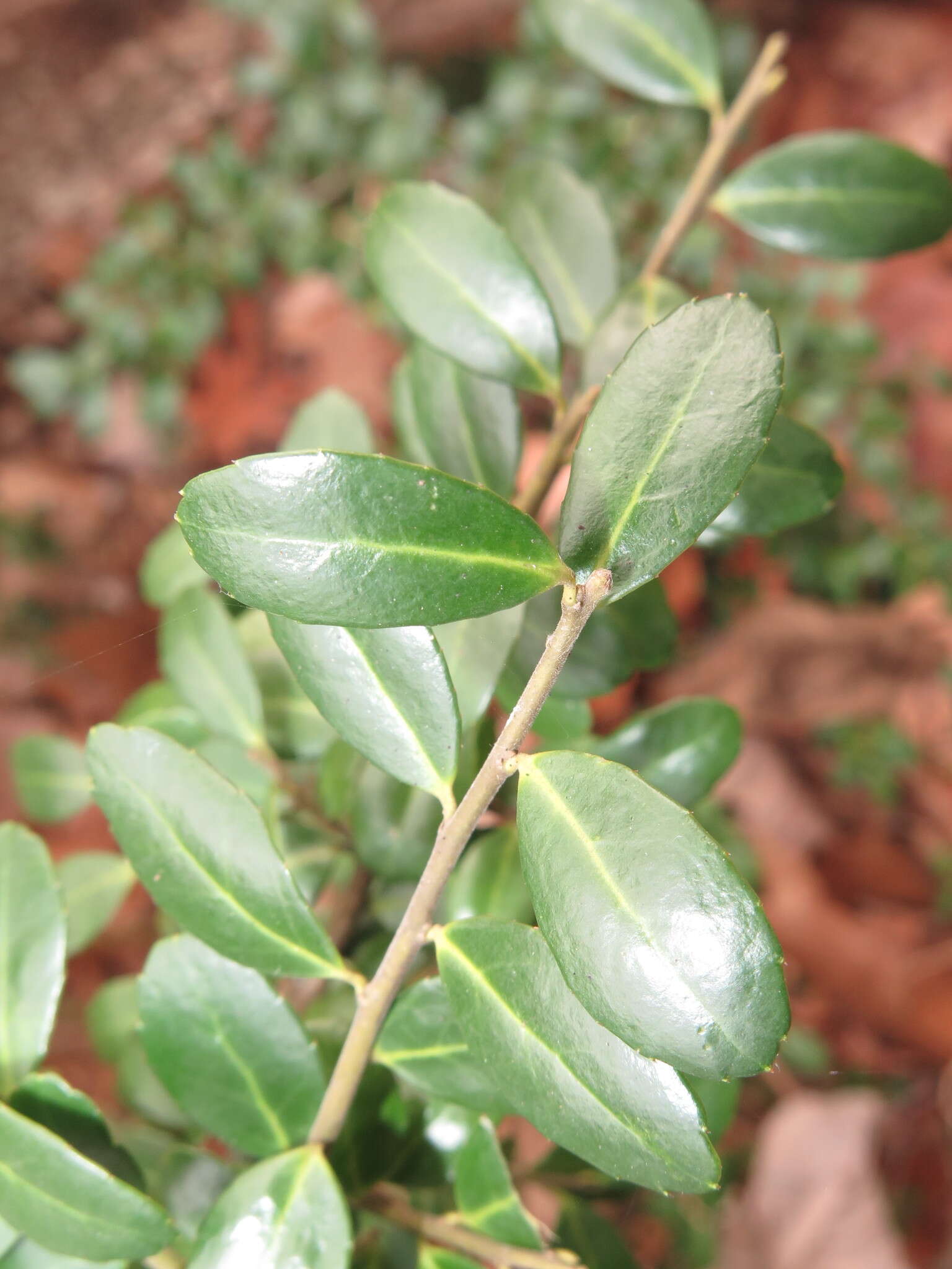 Image of Japanese holly