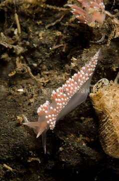 Coryphella verrucosa (M. Sars 1829) resmi