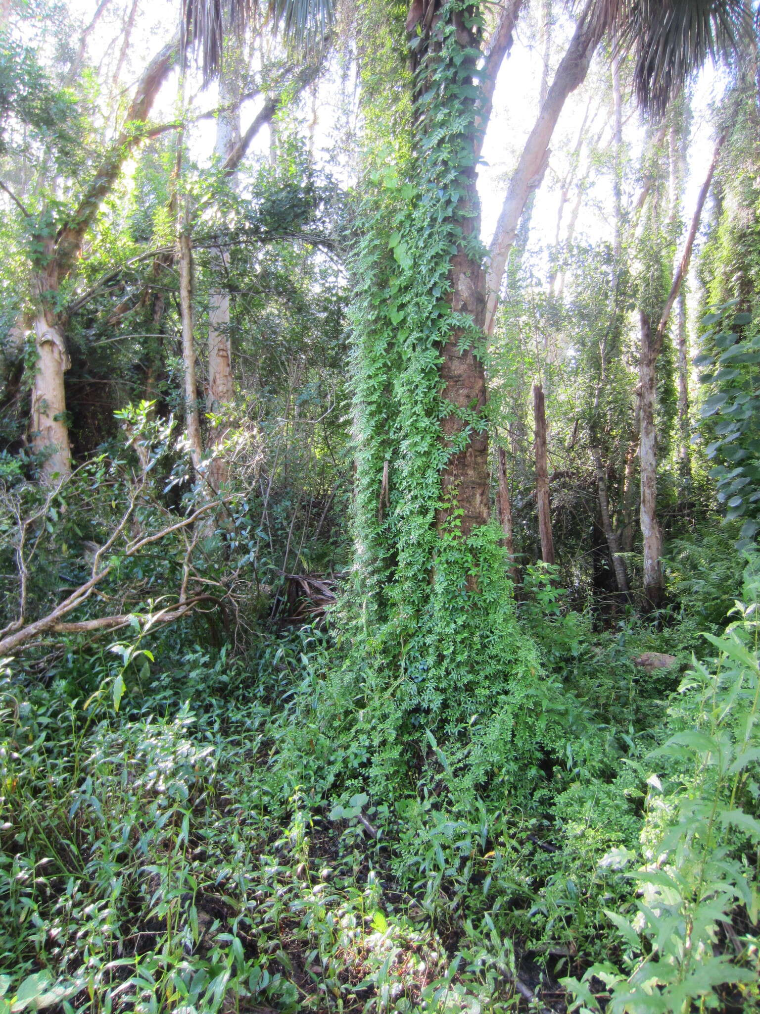 Image of small-leaf climbing fern