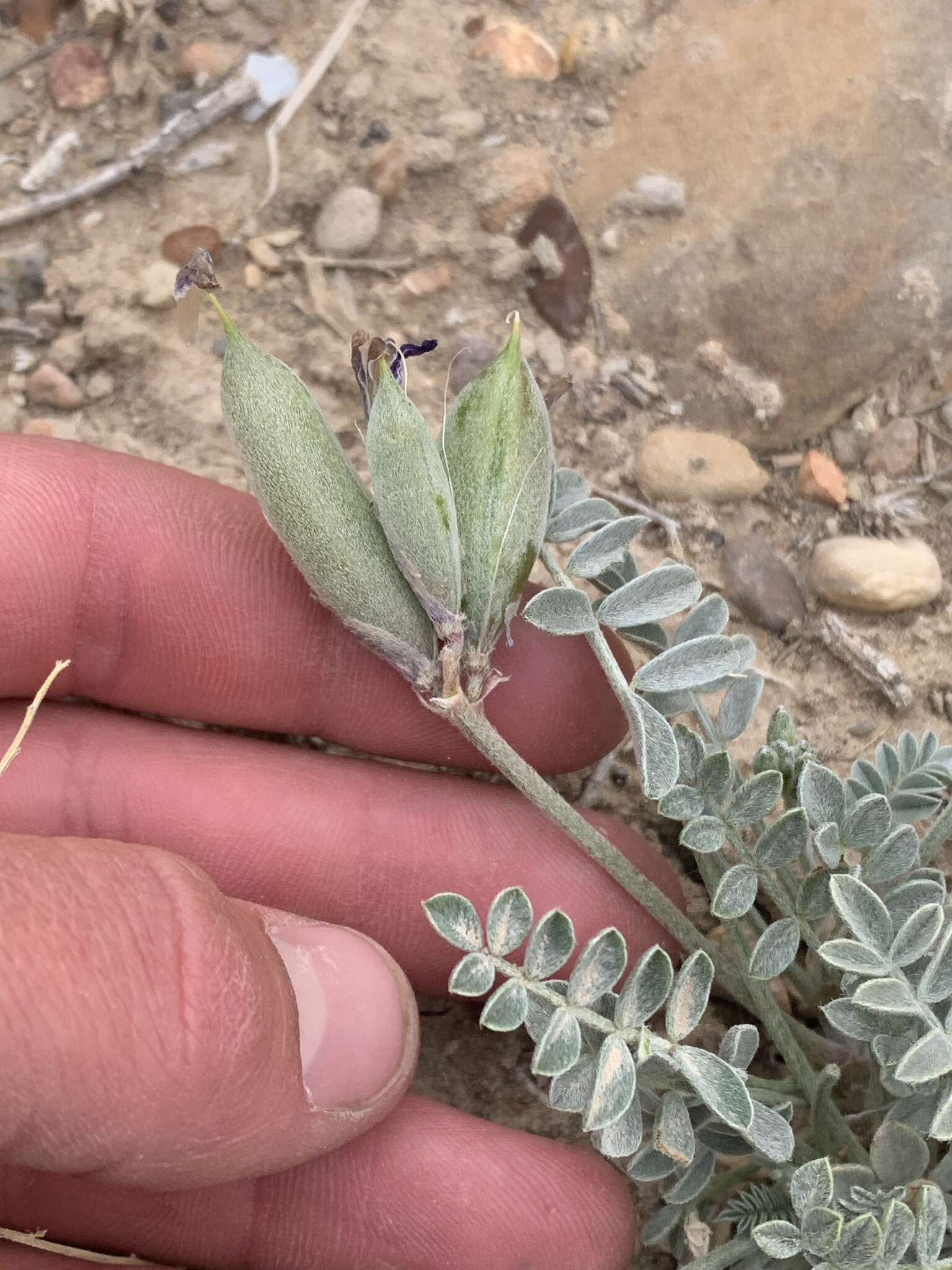 Sivun Astragalus cymboides M. E. Jones kuva