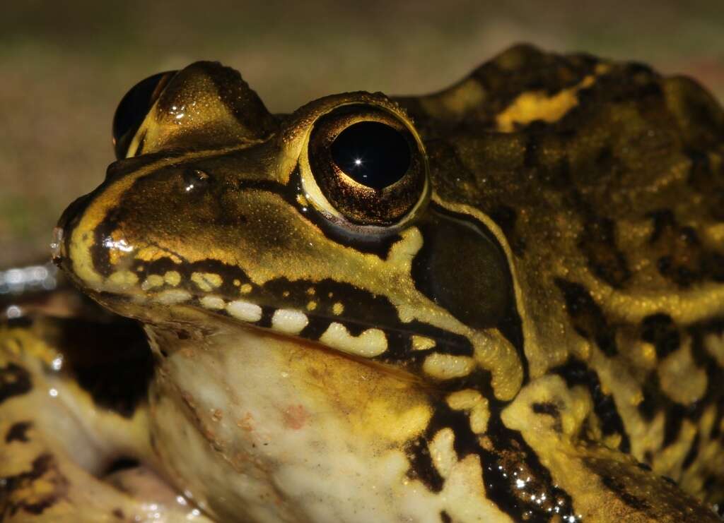 Image of Angola Frog