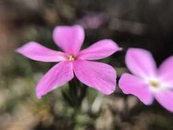 Imagem de Phlox austromontana Coville