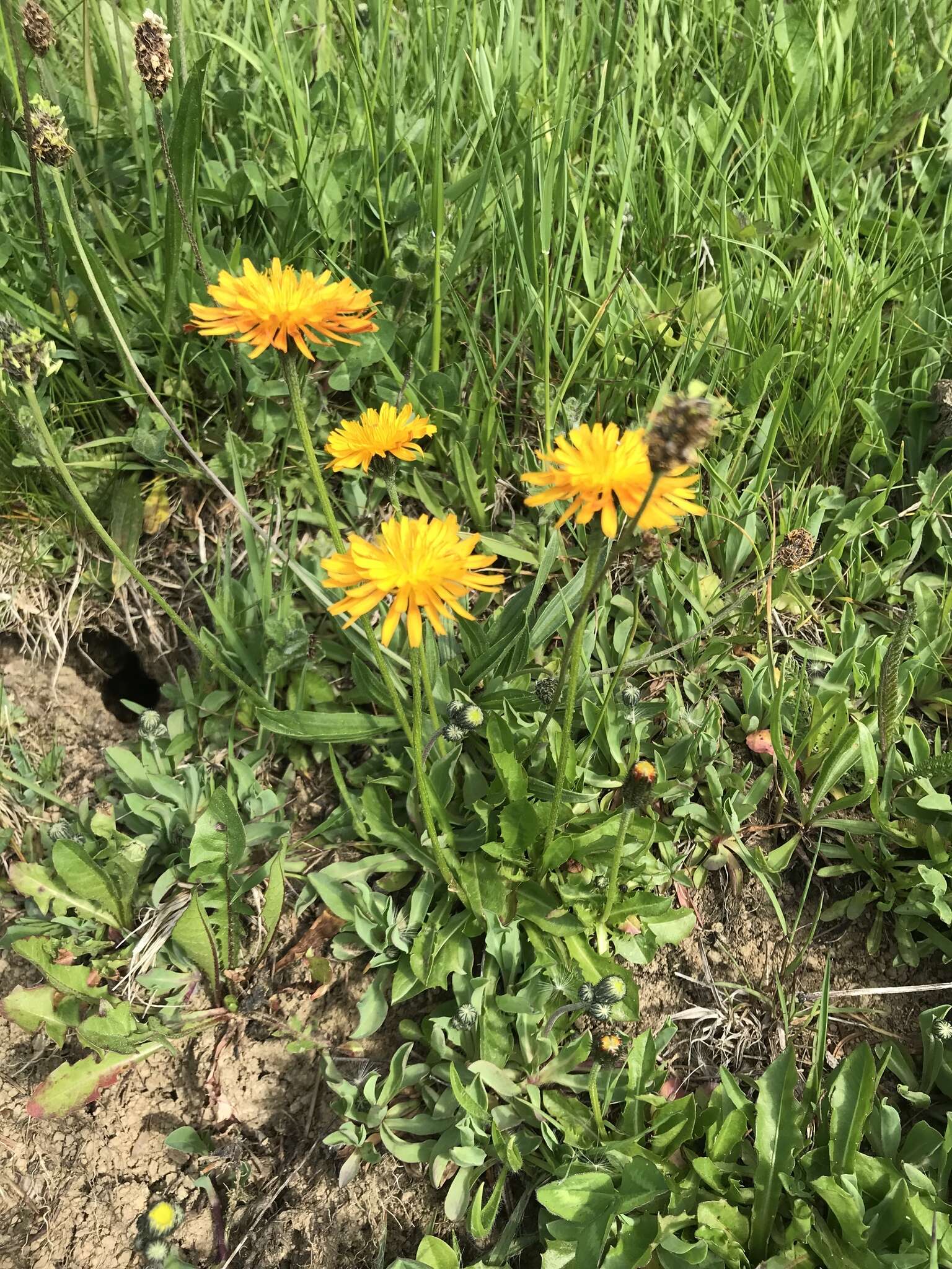 صورة Crepis aurea (L.) Cass.