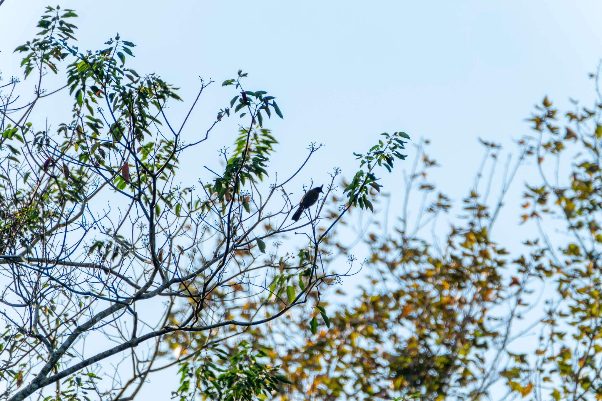 Image of Black-crested Bulbul