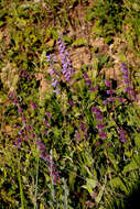 Image of European bellflower