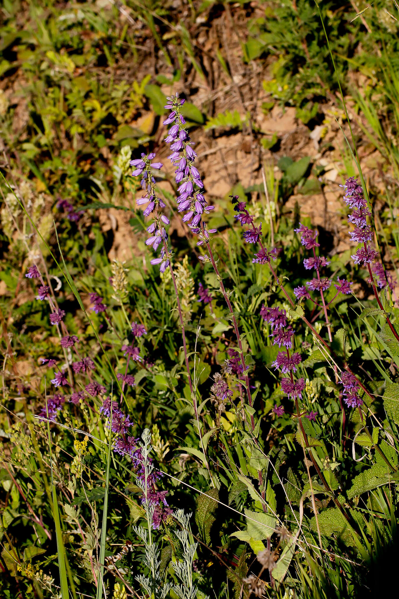 Imagem de Campanula bononiensis L.