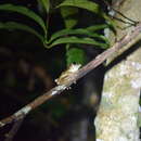 Image of Warty Bright-eyed Frog