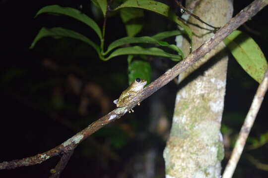 Image of Warty Bright-eyed Frog