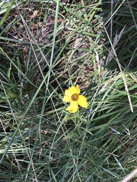 Image of woodland tickseed