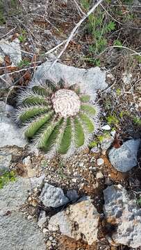 Imagem de Melocactus intortus subsp. domingensis Areces