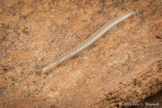 Image of Tetracion jonesi Hoffman 1957