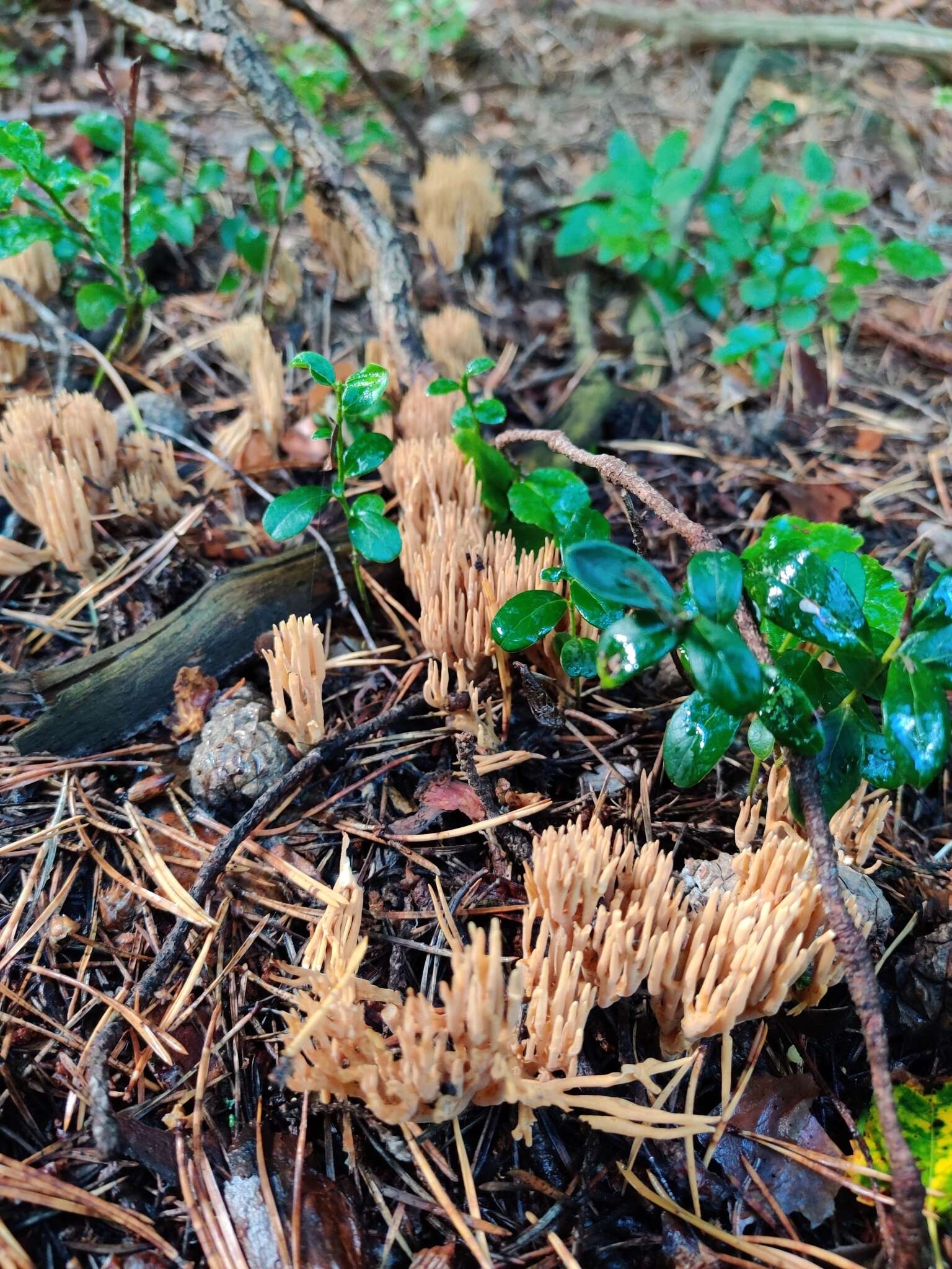 Image of Phaeoclavulina eumorpha (P. Karst.) Giachini 2011