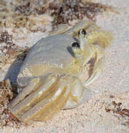 Image of Atlantic Ghost Crab