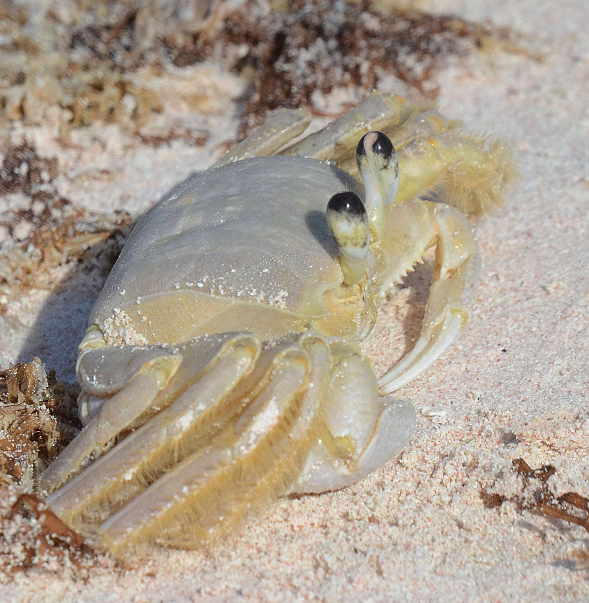 Image of Atlantic Ghost Crab