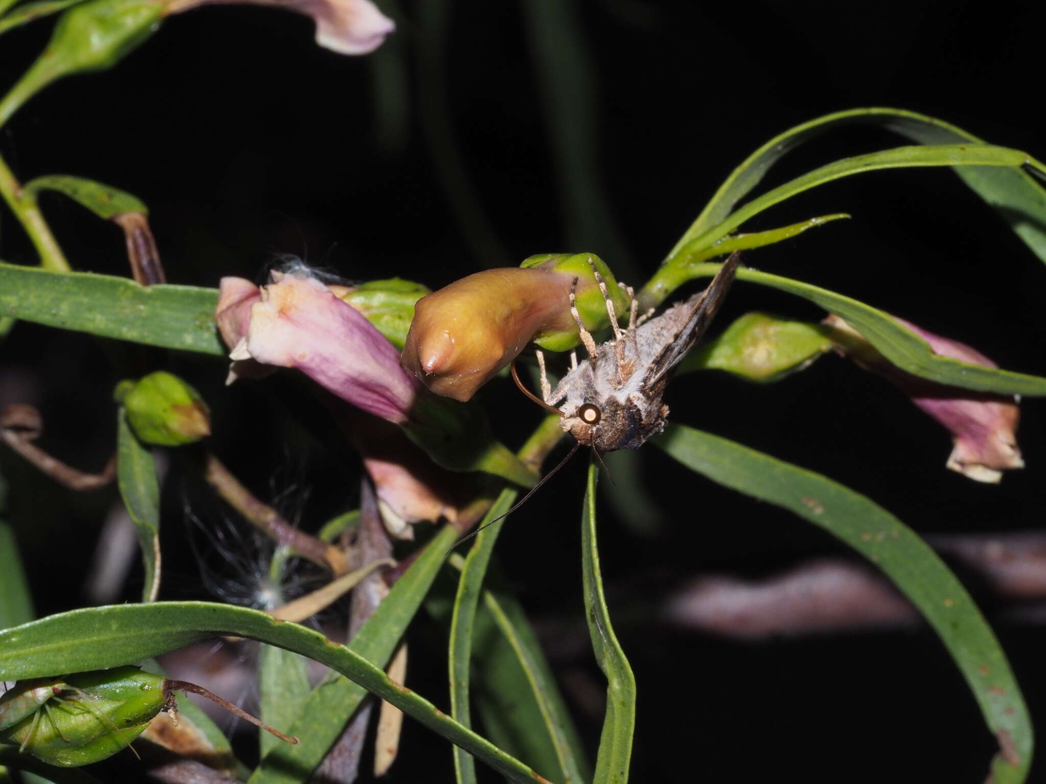 Imagem de Eremophila bignoniiflora (Benth.) F. Muell.