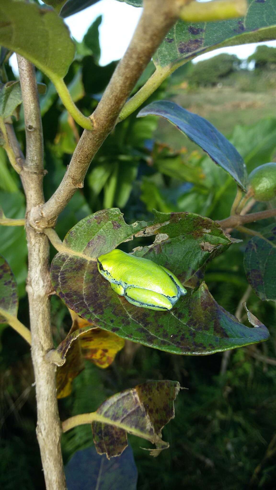 Image of Boettger's Reed Frog