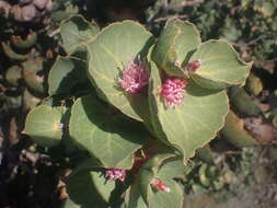 Image of Hakea cucullata R. Br.