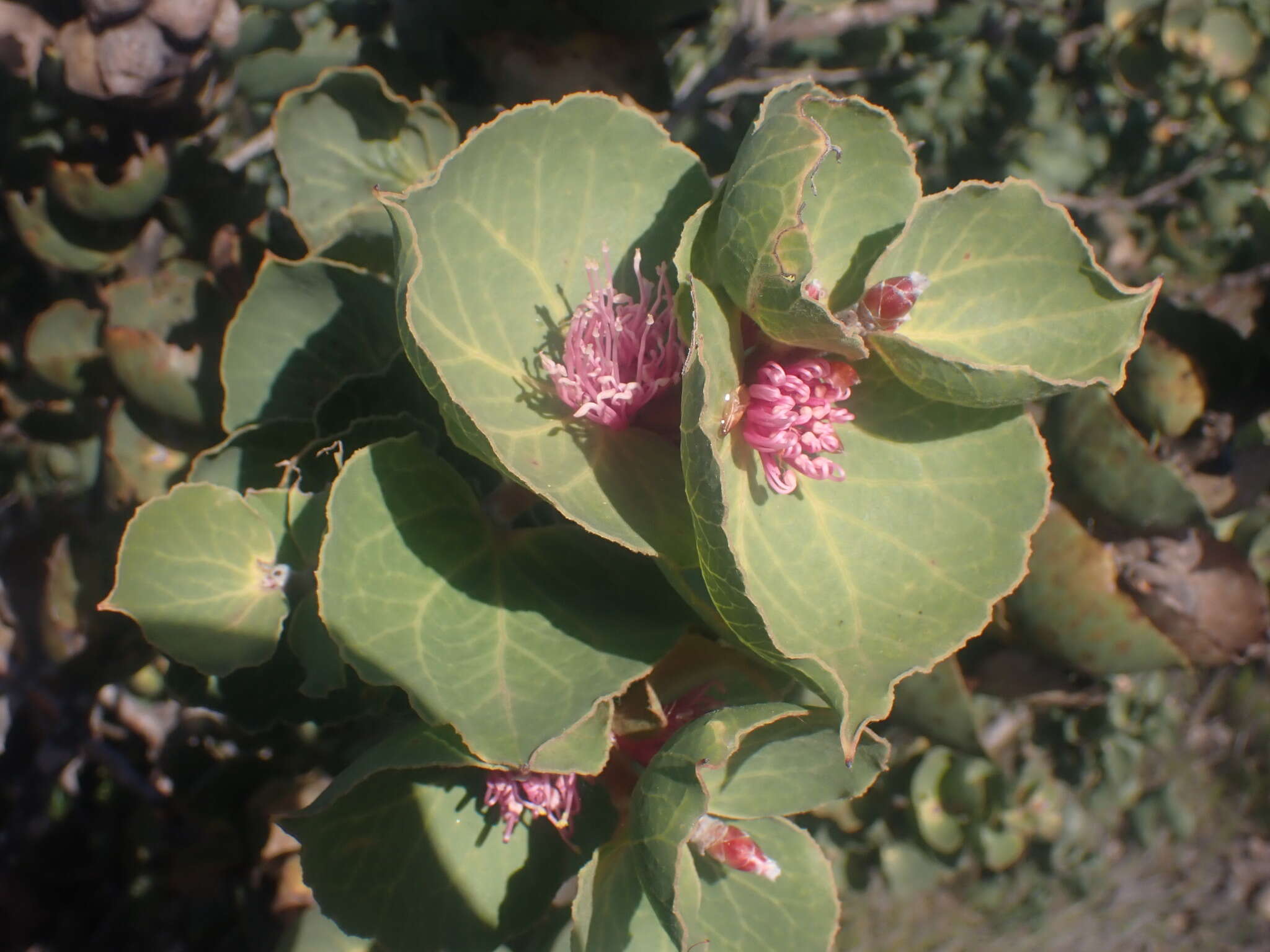 Image of Hakea cucullata R. Br.