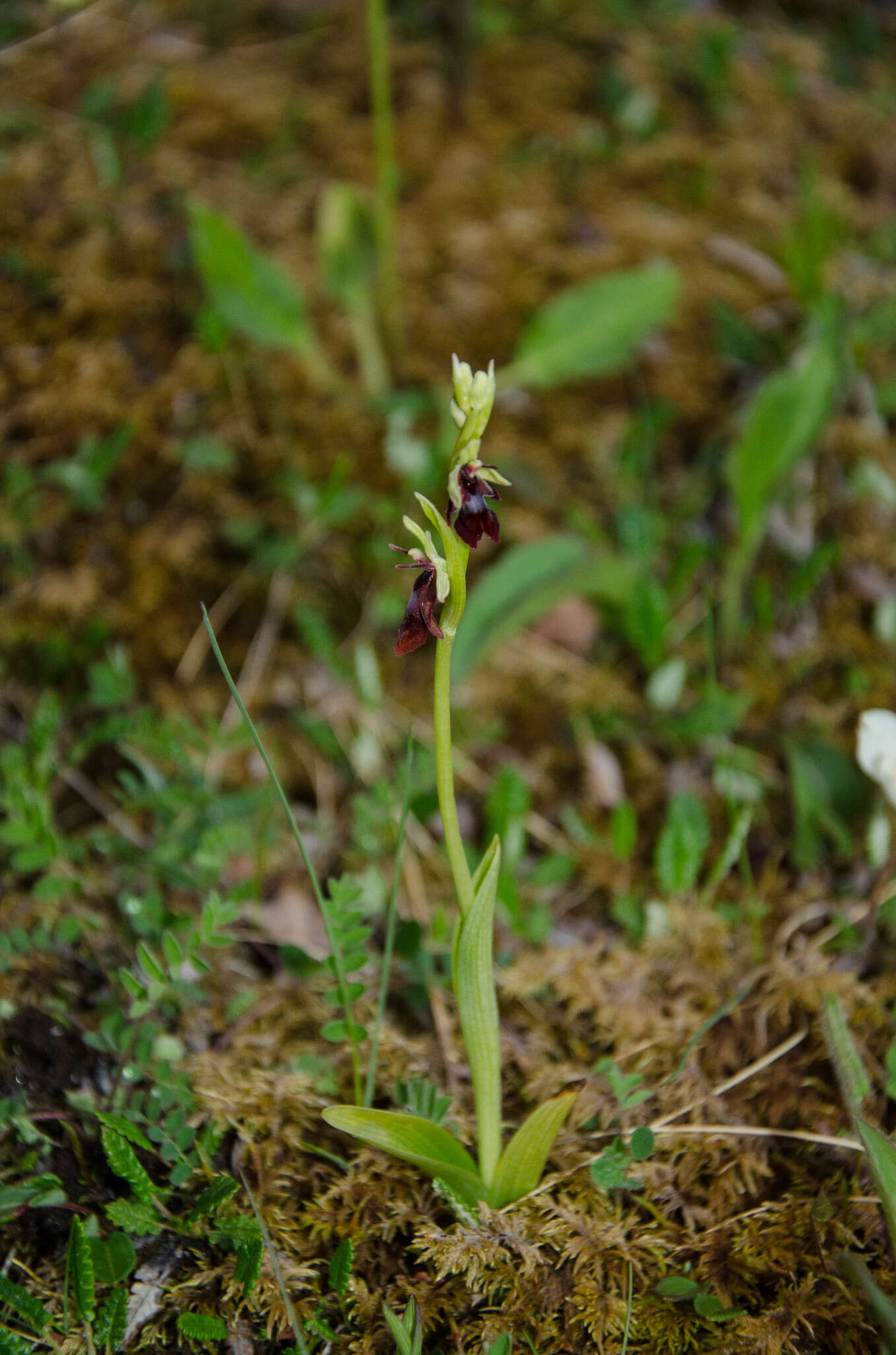 Слика од Ophrys insectifera subsp. insectifera