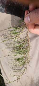 Imagem de Muhlenbergia utilis (Torr.) Hitchc.