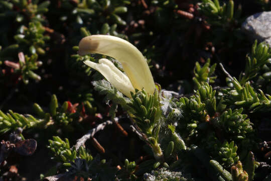 Imagem de Pedicularis capitata Adams.