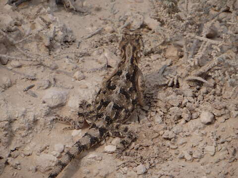 Image of Agama aculeata aculeata Merrem 1820