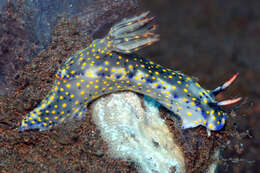 Image of Hypselodoris confetti Gosliner & R. F. Johnson 2018