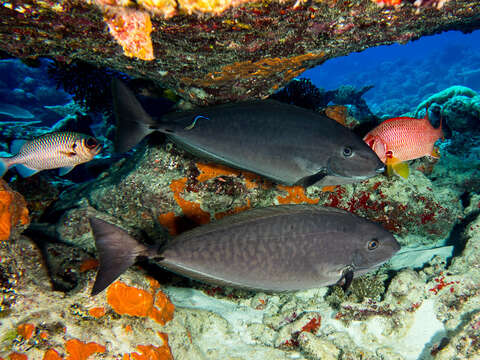 Image of Gray Unicornfish