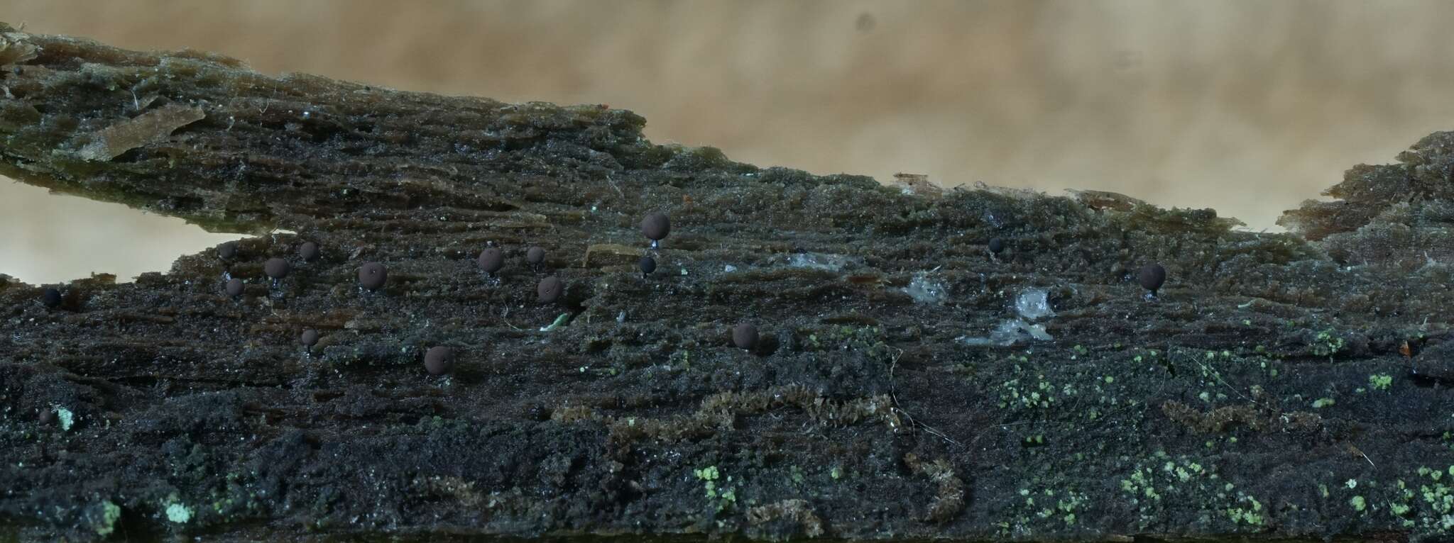 Image of Enerthenema papillatum