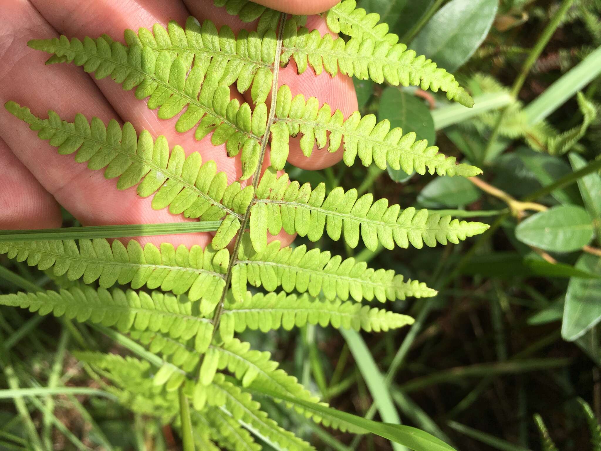 Sivun Thelypteris palustris subsp. pubescens (Lawson) Fraser-Jenkins kuva